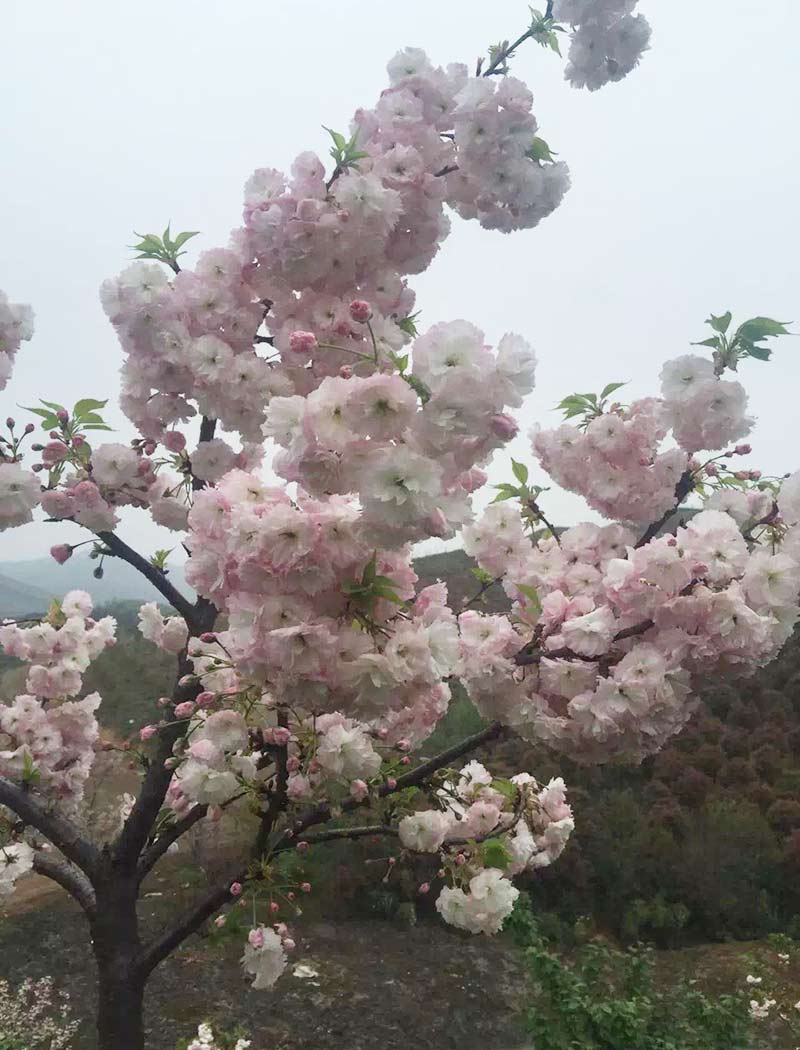 松月樱花
