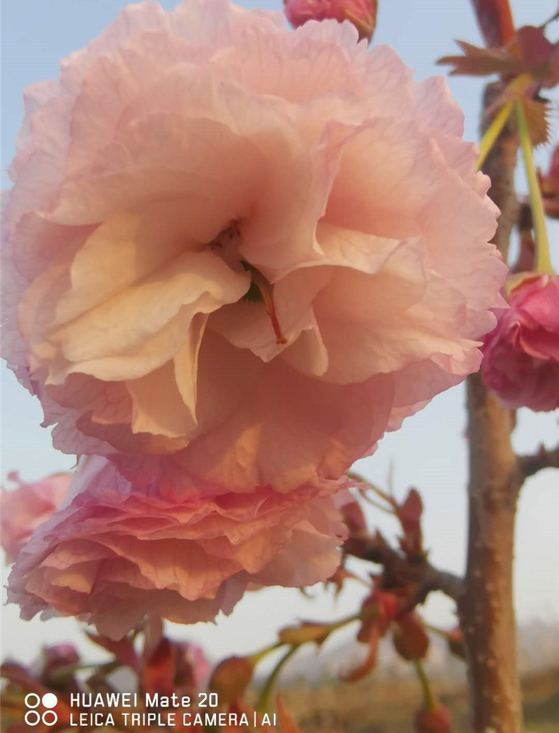 花笠樱花（松前花笠）