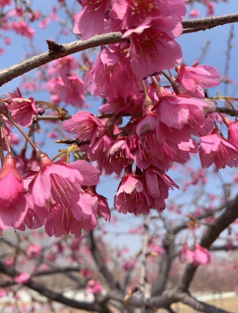 寒绯樱花(中红）