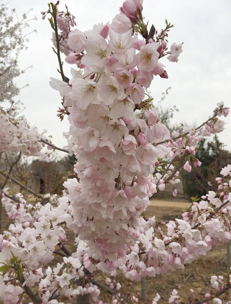 美利坚（美）樱花