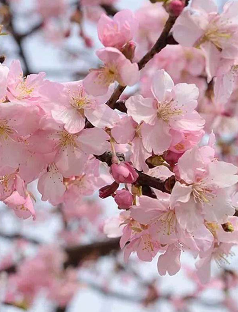 河津樱花