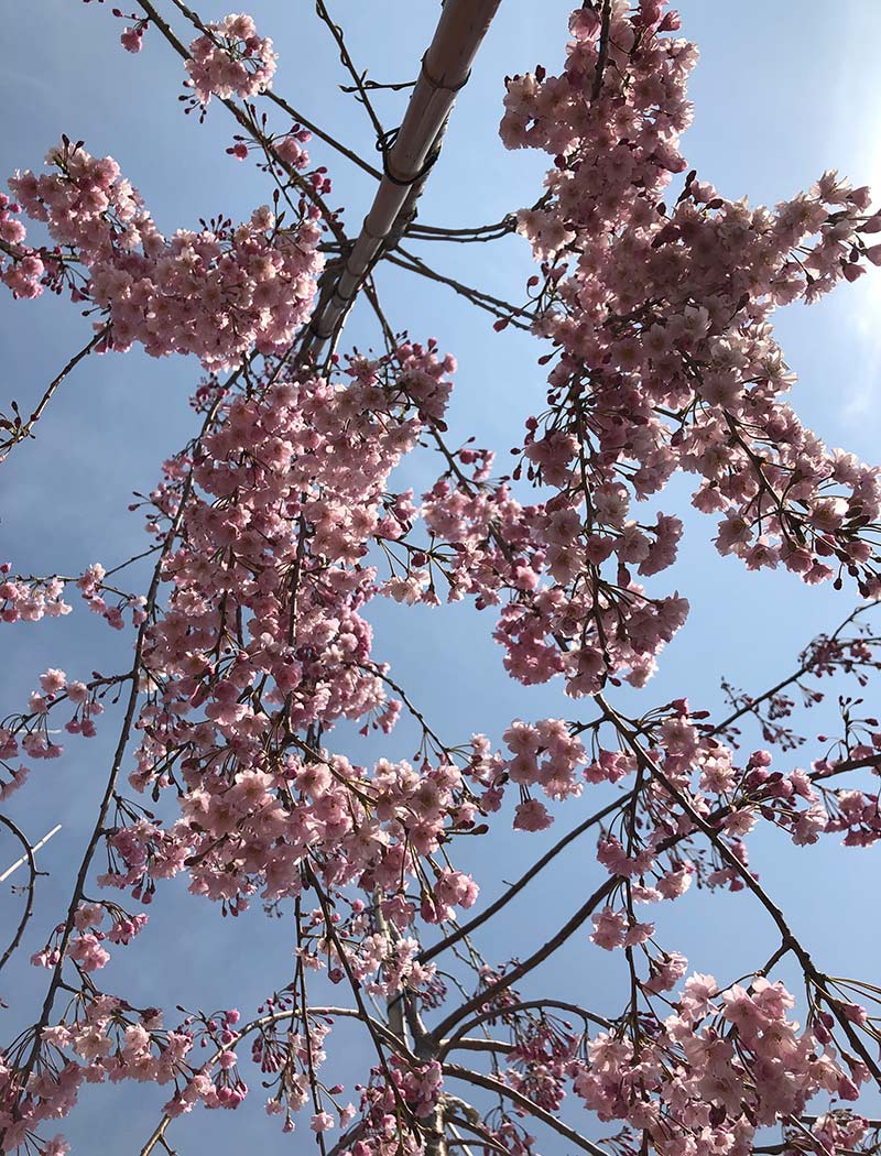八重红枝垂樱花