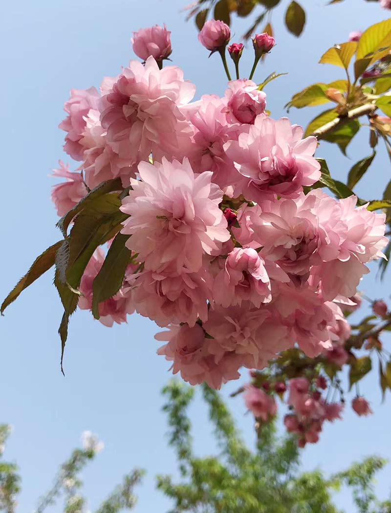 菊枝垂樱花