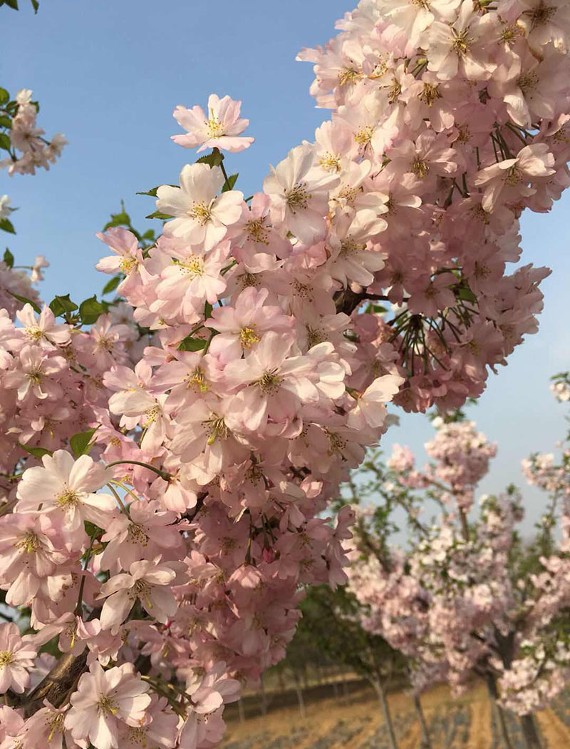 思川樱花