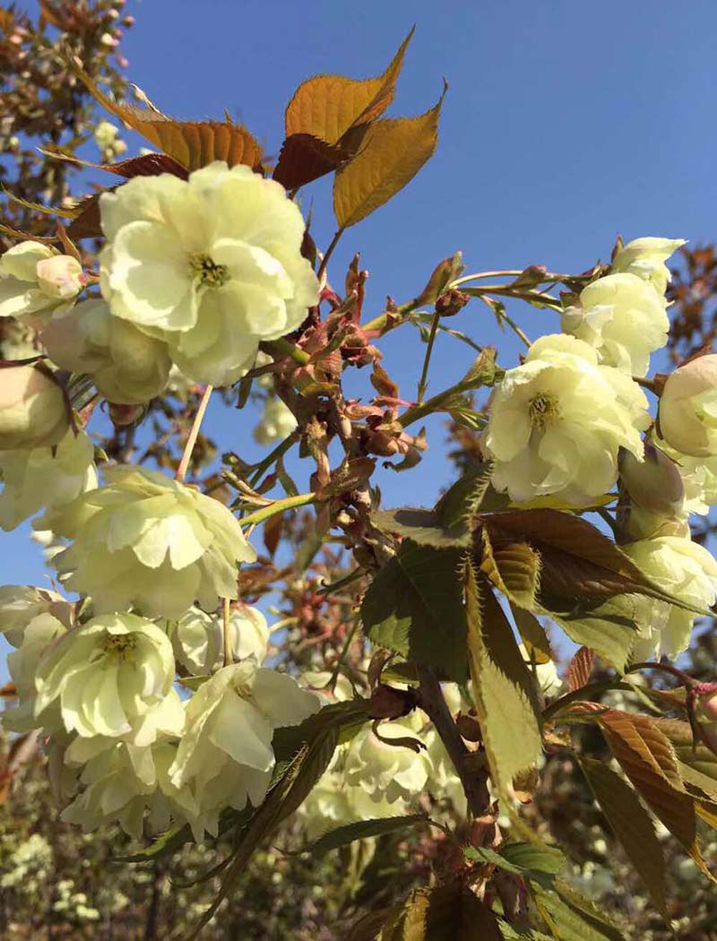 郁金樱花