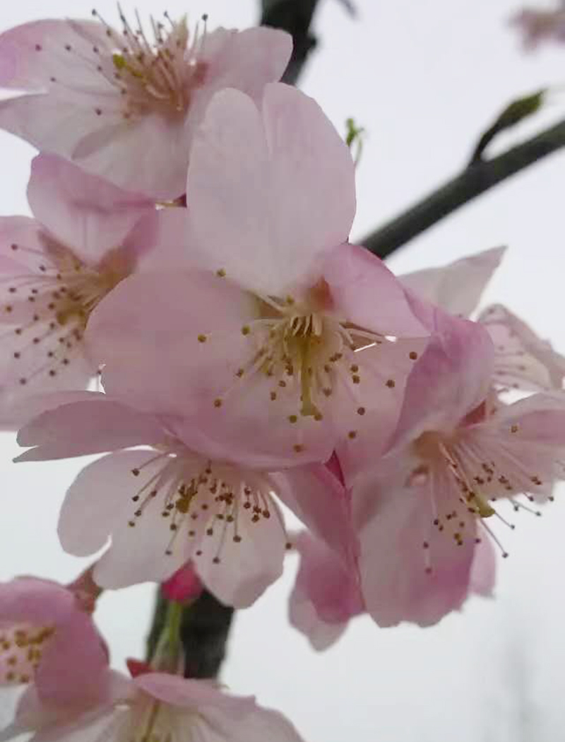大渔樱花