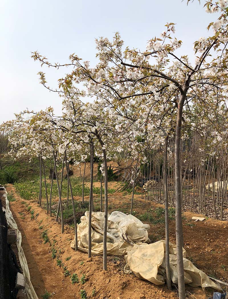 山樱枝垂（仙台枝垂）樱花