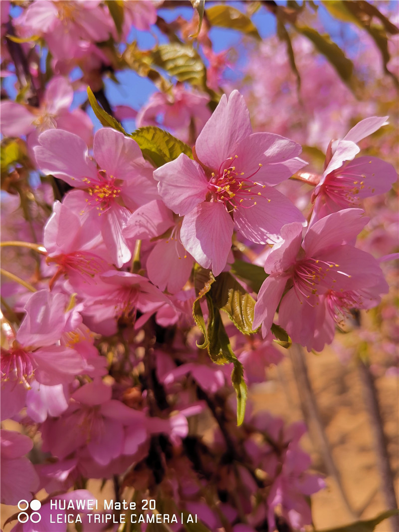 大寒樱花