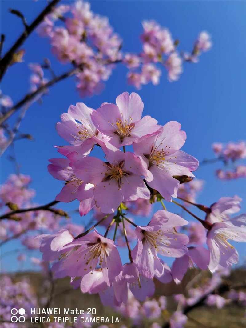 红山樱花（大山樱）