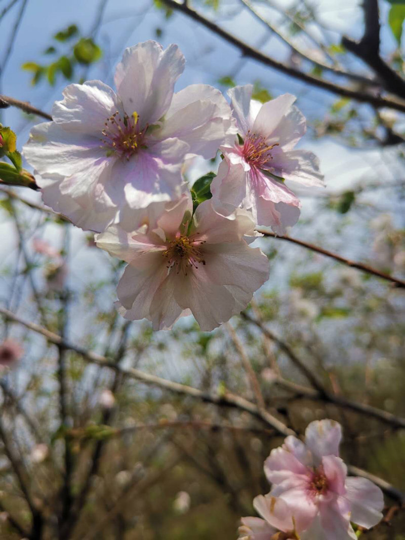 奖章樱